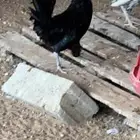 دجاج عربي