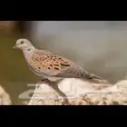 قمري للبيع