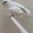 ذكر روز البينو