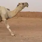 بعير شاق على جميع الشروط