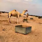 قعود باتلي