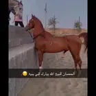 حصان شعبي