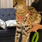 قط سرفال
