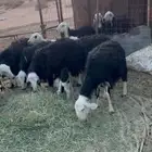 نعجاج اعشار للبيع اعمار متفارقه العدد حول 18 راس