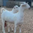 تم البيع تم البيع