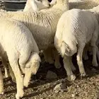 طليان حرية