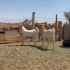 تيوس هولندي