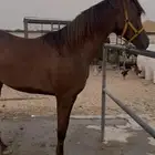 مهره
