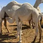 حاشي حليب