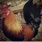 للبيع بيض دجاج عربي ترثه