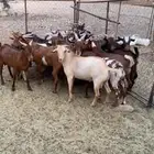 تيوس
