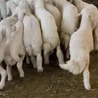 طليان ورخال للبيع