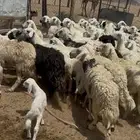 ظان للبيع جملة