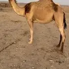 ناقه للبيع