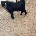 تيوس طيبه