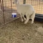 خروف حري