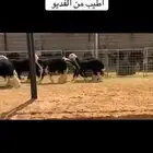عرض بيع رخال جذعات