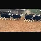 عرض بيع رخال جذعات