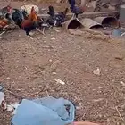 8 ديوك بلدي العمر 5 شهور