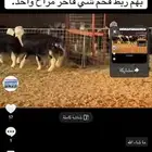 عرض بيع طليان نجد