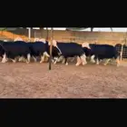 نجد فواخر ثنوات وربعيات