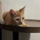 قطط للتبني