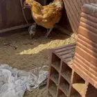 الجرد