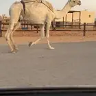 خفوت كفو