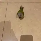 كنيور اليف هدد