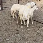 طلي 2 رخال سمان ونضيفه