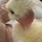 صوص