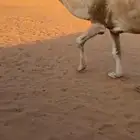 للبيع البعير الباتلي الكفو المنتج اخو مشاكل ابوعجاريد