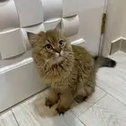 قط معقم مطعم ولطيف وحنون جدا