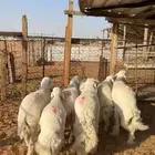 خرفان ورخال حري ( تم البيع )