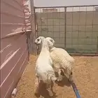 ذبايح حري خرفان
