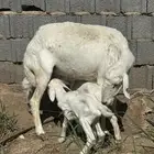 نعجه حريه والد توم