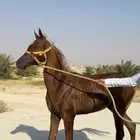 مهر شعبي اشقر