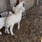 للبيع خروفين حري وتيسين لبانيات