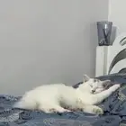 ذكر وانثى