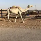 عشراء بايع ولدها امس