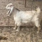 جفره صفرا