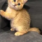 سكوتش ستريت قولد للبيع