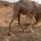بكره البيع قصب