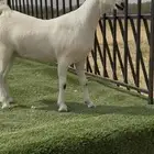 جفار بيشيه