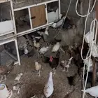 للبيع صوص دجاج بشاير