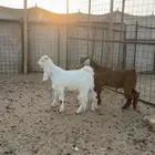 تيوس تم البيع