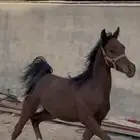 مهر سيسي