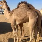 قعدان بلدي مغلقه للبيع