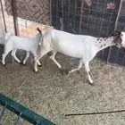 عنز متبع بجفره