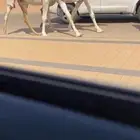 لقحات وضح طيبات جدا
